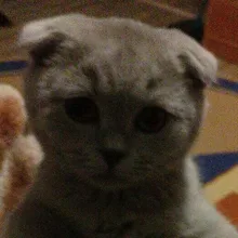 I***a