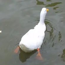 E***a