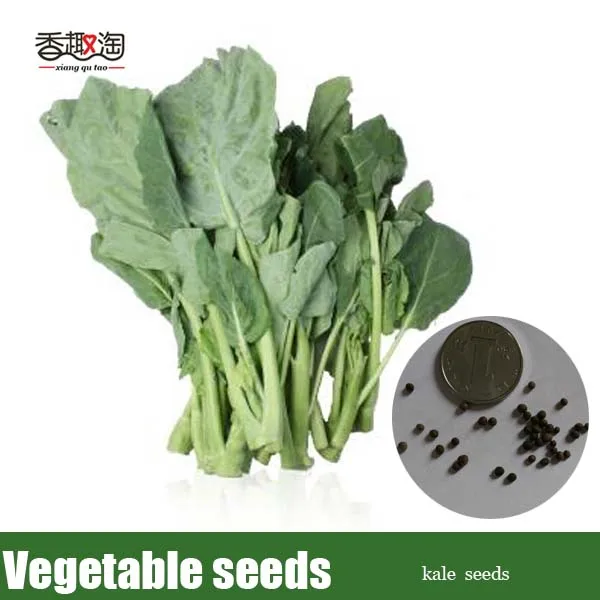 Compare Prices on Kale Plant- Online Shopping/Buy Low ... Compare Prices on Kale Plant- Online Shopping/Buy Low ...