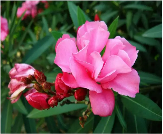 Розничная продажа красный цвет Искусственные Брюки розничного цвета для