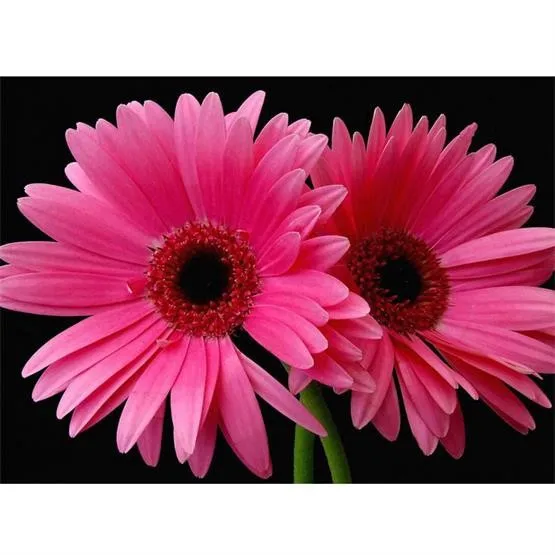 Cna Diy 5d Berlian Lukisan Bunga Daisy 3d Cross Stitch Penuh