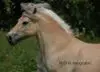 C***t