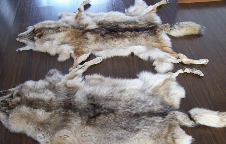Лучшее качество и дешевая цена Coyote МЕХ от фабрики