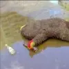 M***n
