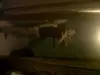 P***o