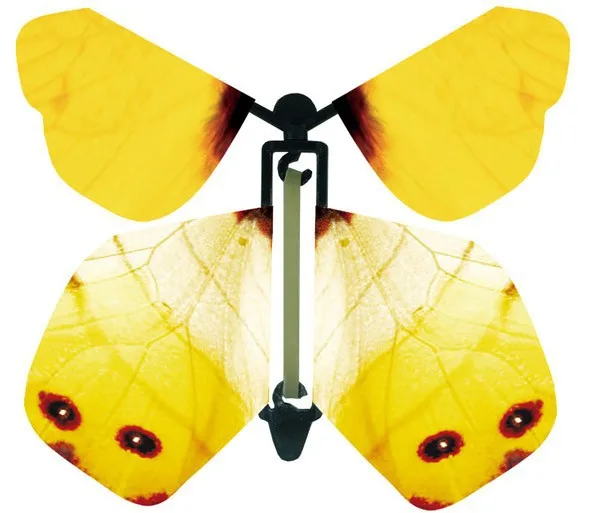 butterfly_