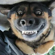 V***h