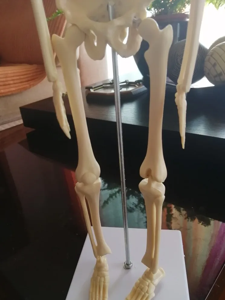 Ciência médica Medicina Modelo Esqueleto