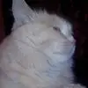V***v