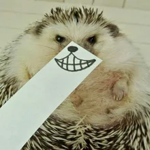 I***v