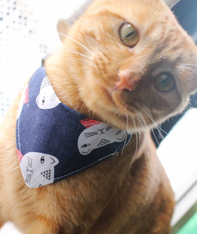 [MPK ошейники для кошек] ошейник для кошек, дизайнерская одежда для кошек в стиле хоушуй-Син, салфетка для кошек