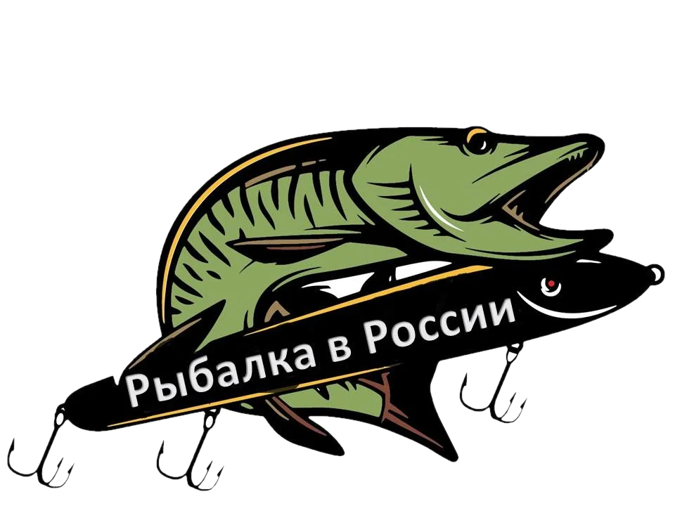 Щука рисунок. Красивая речная рыба. Подставка для чучела щуки. Жемчужная щука. Щука дизайн.