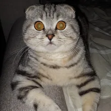 v***v
