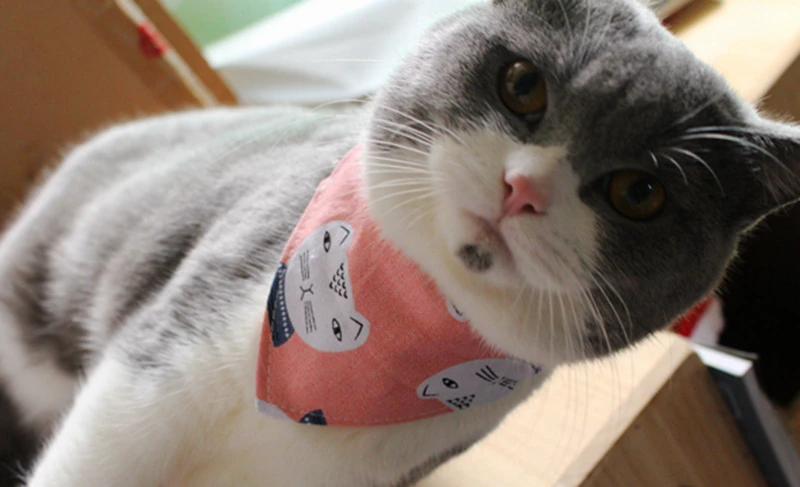 TB2qVXmcNxmpuFjSZFNXXXrRXXa_!!644643043