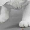 J***n