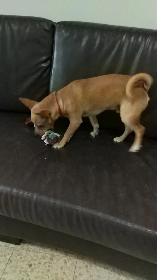 allways dog training