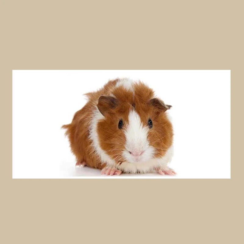 

Cute Guinea Pig Beach Travel Towels Microfiber Guinea Pig Closeup Shower Towels for Bath Kid Bathroom Swim Christmas Gift 70X140