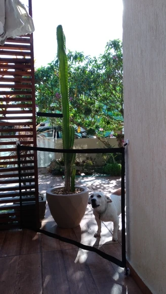 Grade de Proteção para Cachorro | Portão proteção para Cães | Frete Gratuito