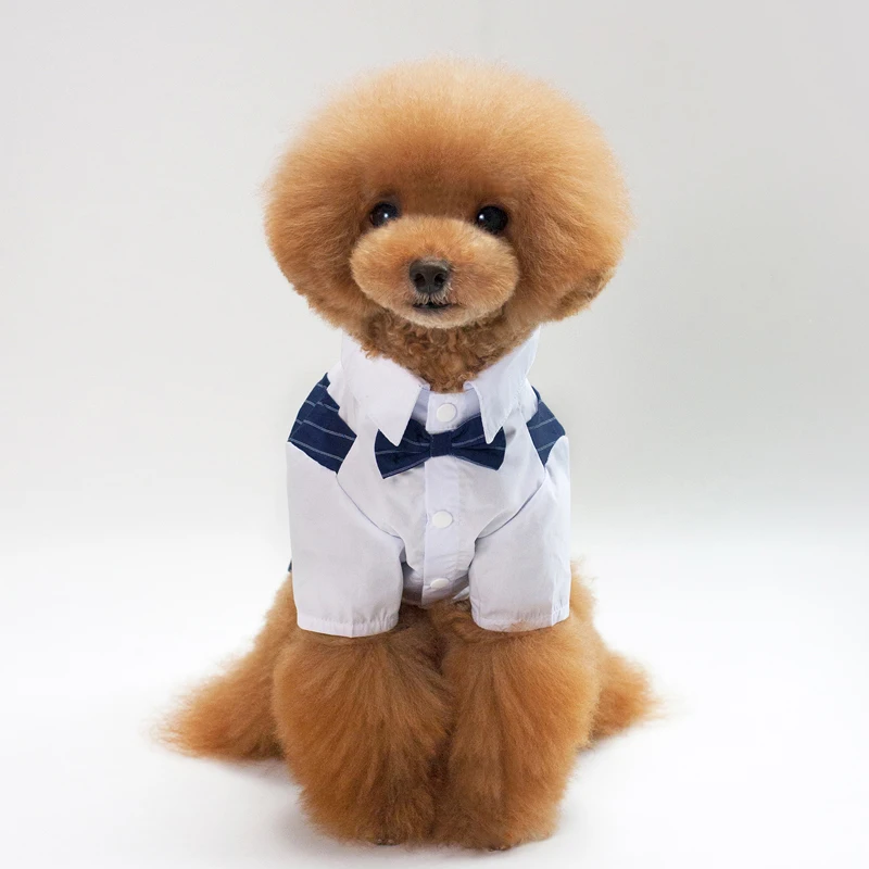 Swallow Tail Dog Suit13