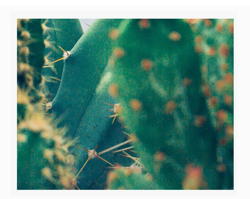 cactus-paintings-canvas-cactus-canvas-art-pear-modern-canvas-art-for-sale-wall-piece-cactus-string-art-home-sweet-home-bathroom 6