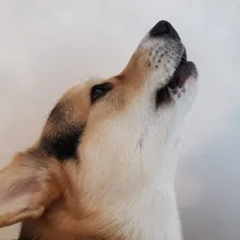 V***k