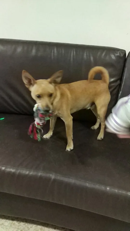 allways dog training