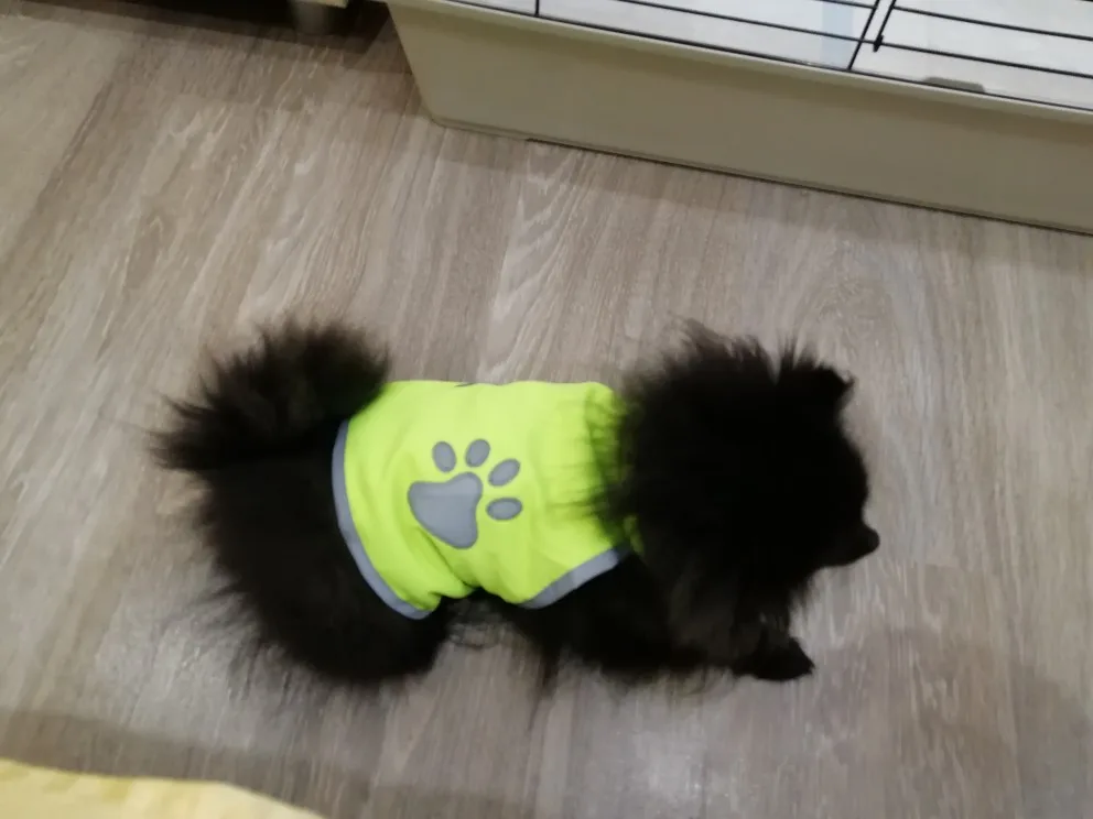 Les gilets jaunes pour chien - mon gilet jaune rétro-réfléchissant