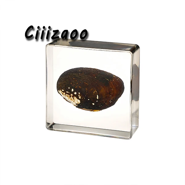 

Freshwater Mussel specimen paperweight Taxidermy Collection embedded In Clear Lucite Block Embedding Specimen