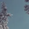 V*** 