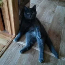 N***l