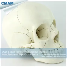 Купить 12392-1 cmam-skull12 22 части для взрослых людей модель черепа, Медицинские товары учебных анатомические модели