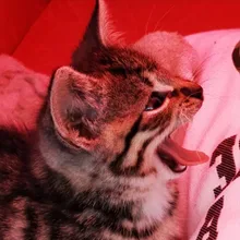 d***d