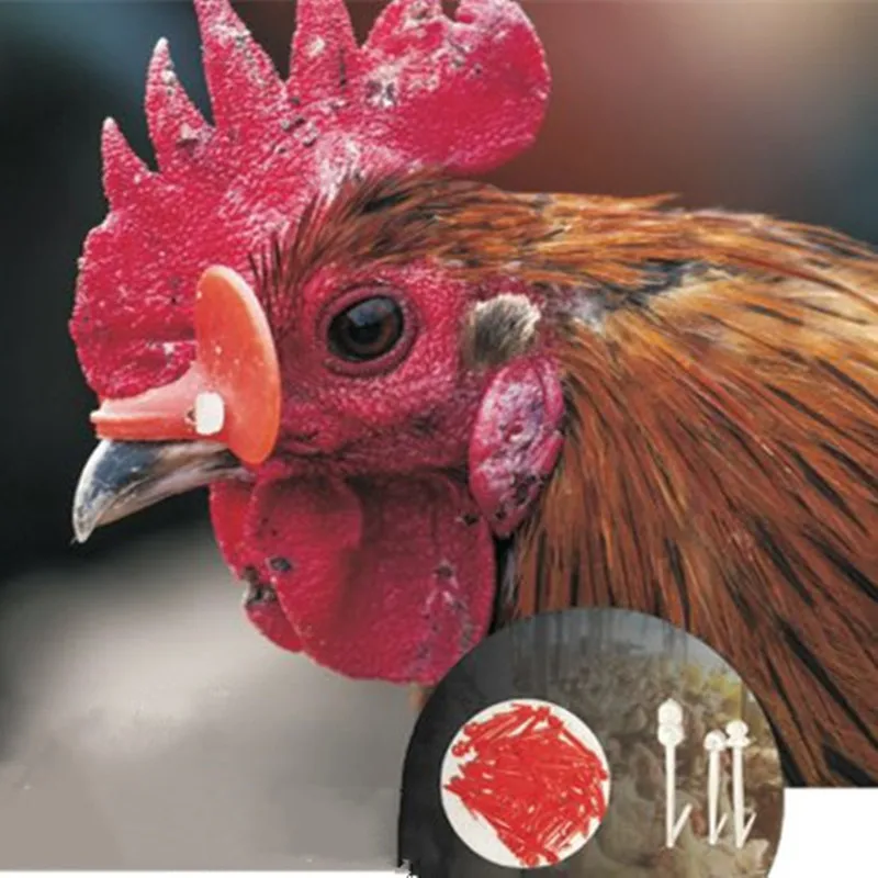 

poultry blinders chicken eye glasses for chicken