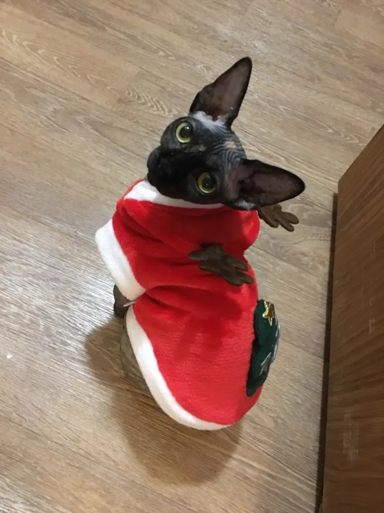 Cute, Sphynx Cat “Merry Christmas” Sweater
