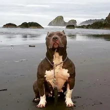 P***k