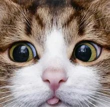 O***o
