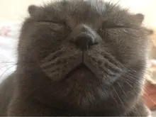 I***A