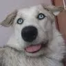 A***a