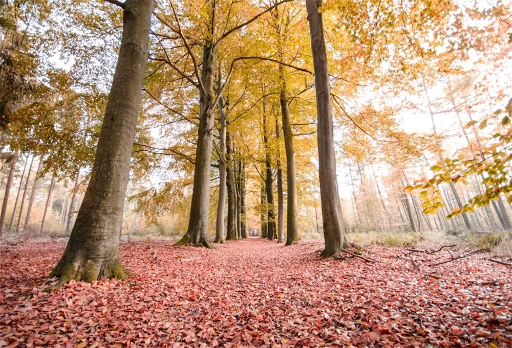 Laeacco осень опавших листьев дерево лес сценические Фотографии Индивидуальные фотографические фоны для фотостудии