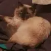 J***i
