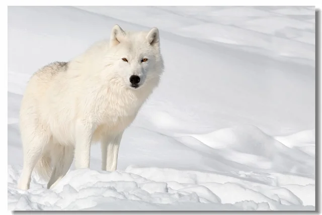 custom canvas wall murals wild animal poster wolf wall stickers snow