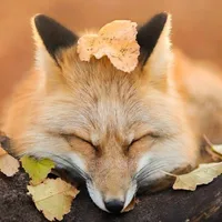 А***а
