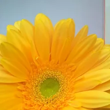M***a