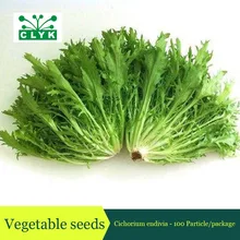 100pcs Cichorium endivia Seeds, Mini Garden Leaf Vegetable Seeds, Used Raw In Salads Endive Seeds