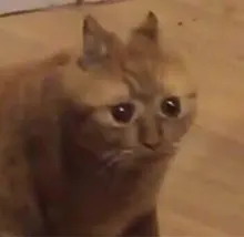 D***n