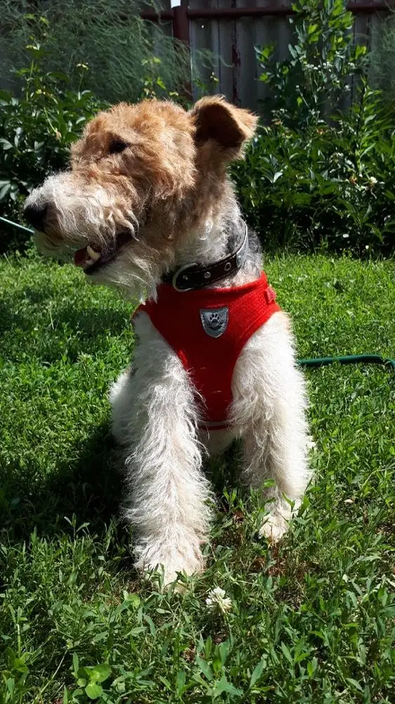 Köpek bel tasması