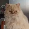 G***h