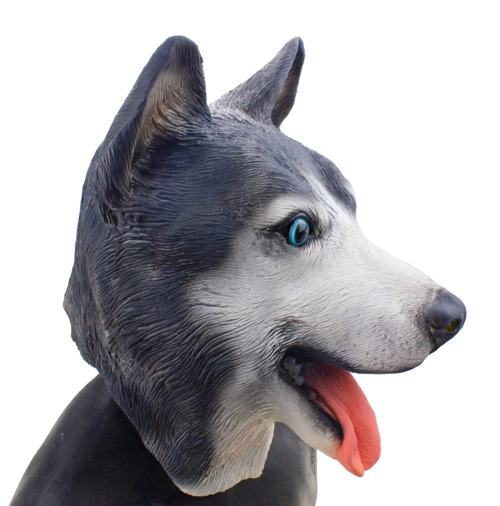 Siberian Husky (4)