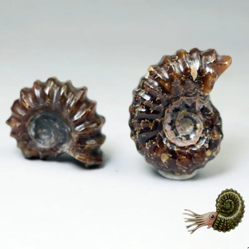 

Natural Ammonite Snail Marine Paleontological Fossil Conch Nautiloidea Mineral Specimen Stones Collection Students Children Gift