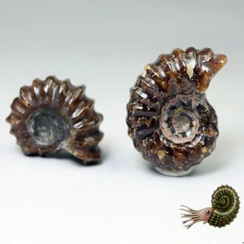 

Natural Ammonite Snail Marine Paleontological Fossil Conch Nautiloidea Mineral Specimen Stones Collection Students Children Gift